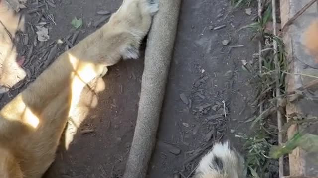 When all I want to do is show the toe beans.