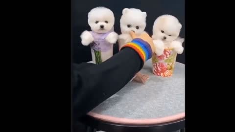 Do you like Pomeranian puppies??