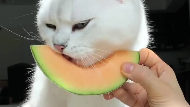 Cat eat fruits 😋