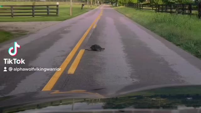I like turtles!