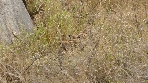 LION CUBS enjoy their first outdoor adventure