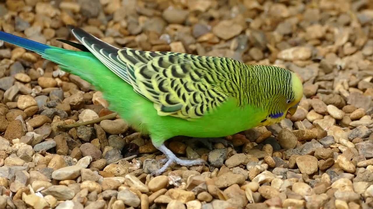 A beautiful yellow lutino cockatiel with orange cheeks outside the cage. stock video