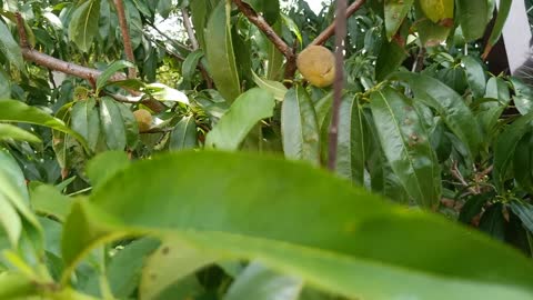 This tree is full of fruit