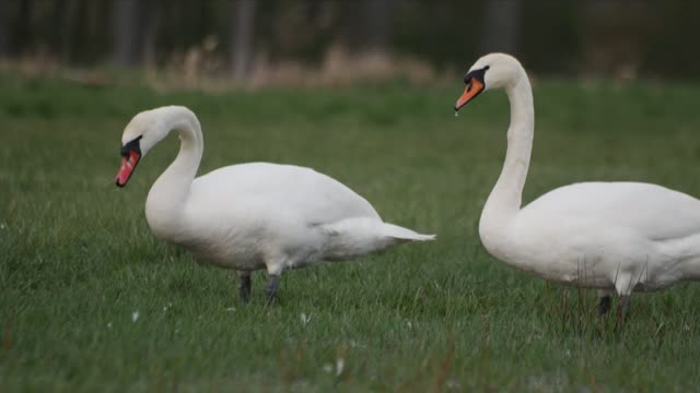 Swan couple seeking foods