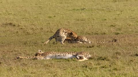 Cheetahs - High-speed hunters of the Savannah