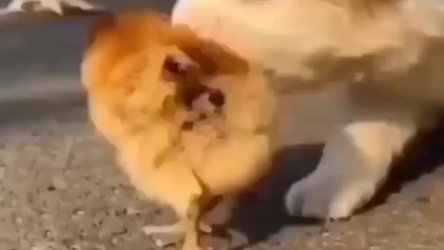 Puppy eating the chicken 🐔🤣