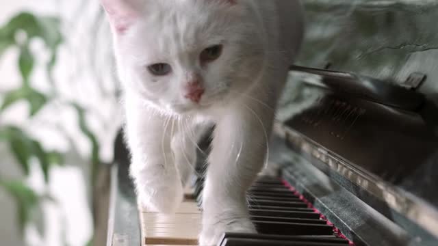 Banjo the Woodpile Cat