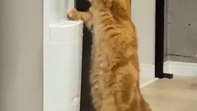 Thirsty Cat, Thirsty Cat... Who taught you to do that?! 😂