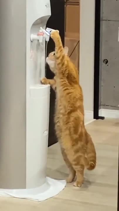 Thirsty Cat, Thirsty Cat... Who taught you to do that?! 😂