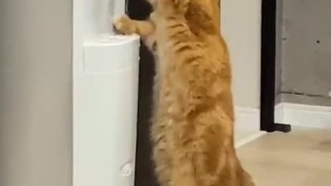 Thirsty Cat, Thirsty Cat... Who taught you to do that?! 😂