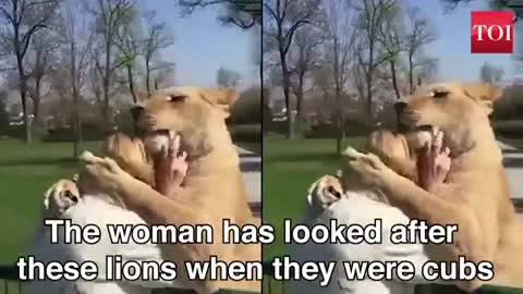 Girl Reunited with Lions she raised when they were babies