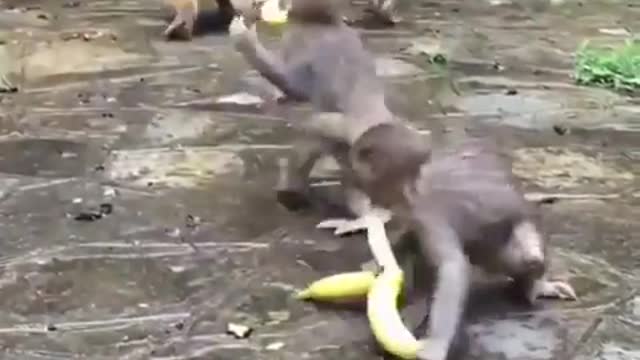 Monkeys are the best thieves 🤣