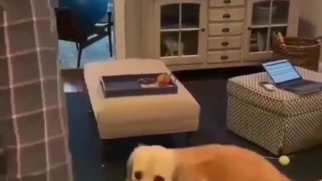 Funny dog