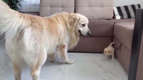 Retriever Meets Puppy