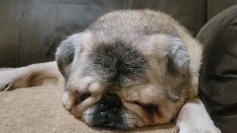 Tyra the pug snoring