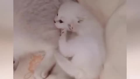 Cute Cat