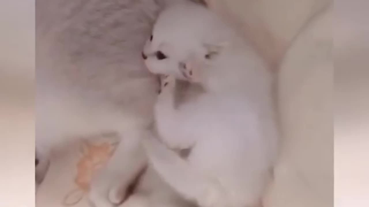 Cute Cat