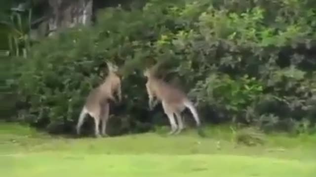 Funny kangaroo battle.