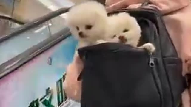 Funny puppy