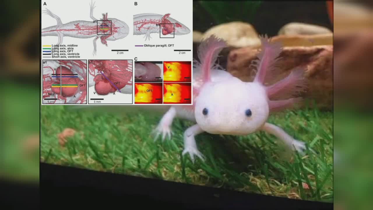 Axolotl rebuild heart spinal cord limbs After Damage