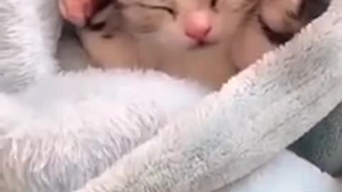 Baby kitten likes sleeping in the blanket