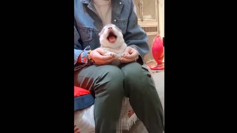 💗Cute And Funny Pets Try Not To Laugh To These Pets Compilation #20