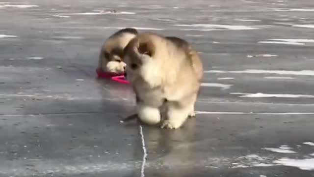 Cute cat or dogs