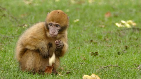 Awonderful Monkey