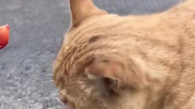 Funny and cute cat videos 2022 😹 Funniest Animal Videos - Best 2022