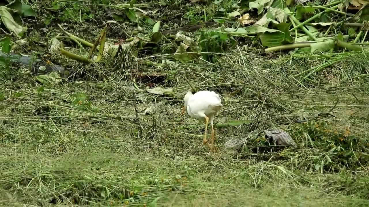 beautiful birds of various species