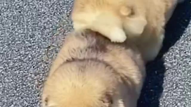 When dogs are young and when they grow up