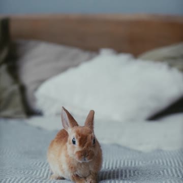 Funny Baby Bunny Rabbit Videos #2 - Cute Rabbits Compilation 2022