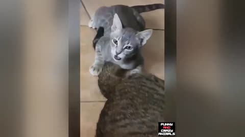 FUNNY CATES
