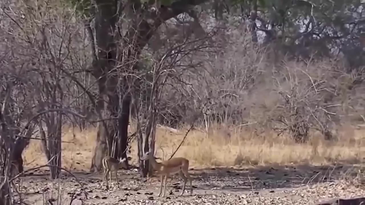 The eagle hunting the octopus