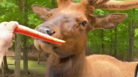 reindeer is eating a carrot on road