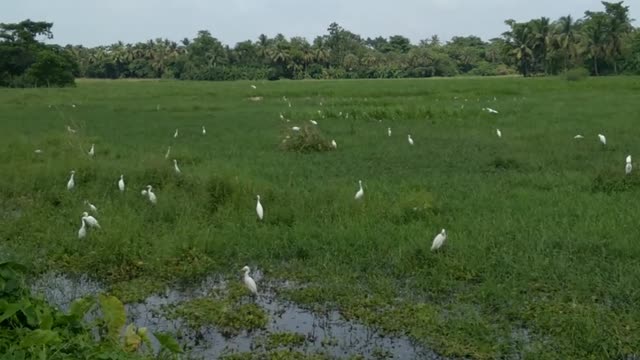 The Indian Buck (Egret)