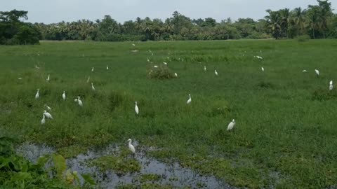 The Indian Buck (Egret)