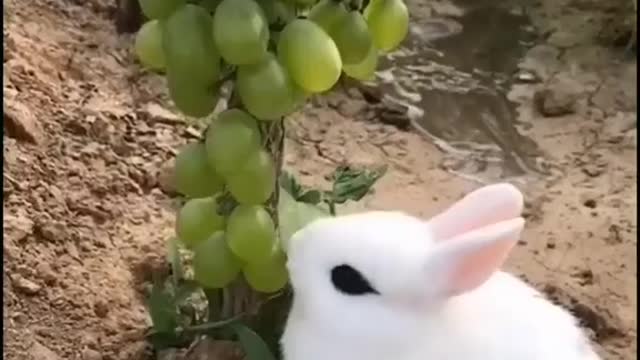 Cute bunny eating grapes off the vine | Cute pet videos