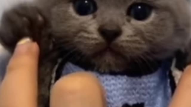 Cute baby cats