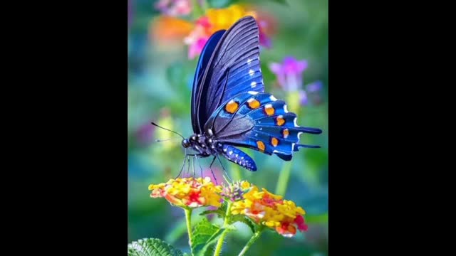 Beautiful Butterfly and nice