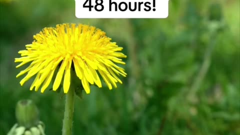 CAN DANDELION ROOT KILLS UP TO 98% OF LEUKEMIA CELLS