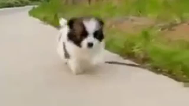 Cute dog video