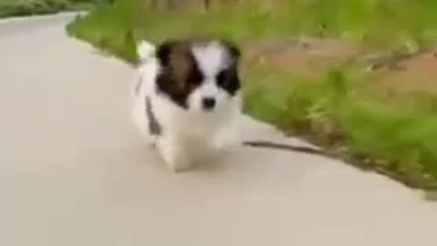 Cute dog video