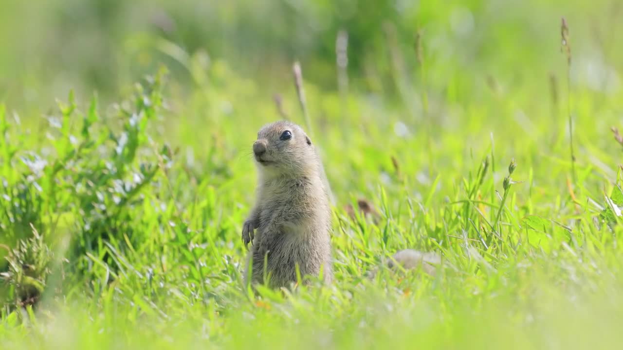 Mountain Caucasian ground squirrel or Elbrus ground squirrel (Spermophilus musicus