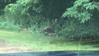 Baby Turkeys at Walmart