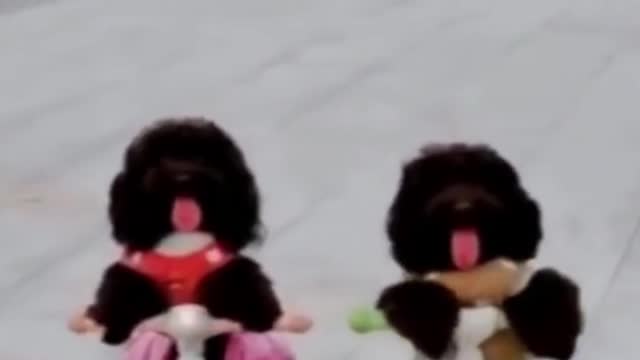 TWIN CUTE DOG RACE / FUNNY VIDEO