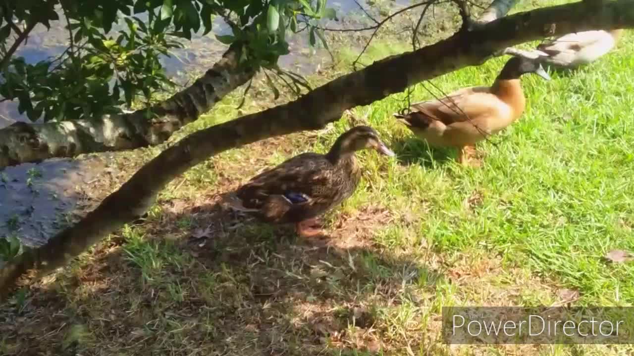 Family critters enjoying a lazy day