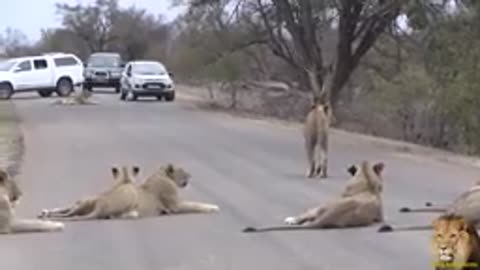 Kruger Park