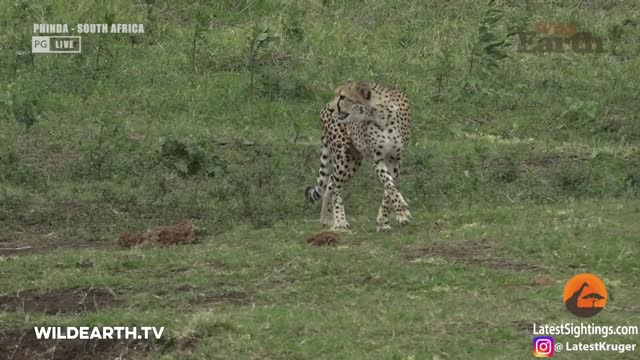 Crocodile Catches Cheetah 2