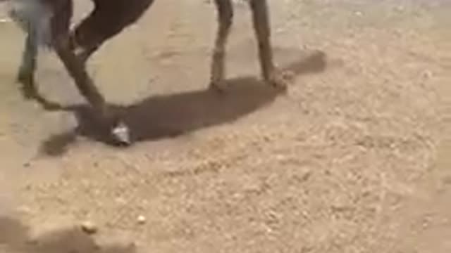 Sick horse healed by a traditional woman